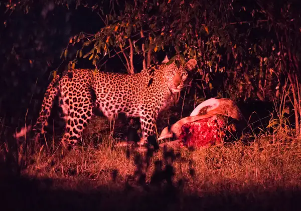 Leopard Hunting At Night - Ning Lin by Yerba Buena...