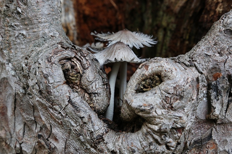 Mushrooms in Tree-Bob Hirschfeld