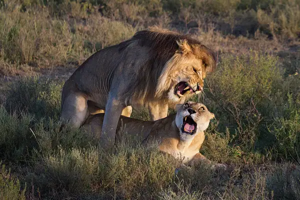 African_Lions_Mating_BF81923D7 by Yerba Buena Chapter of...