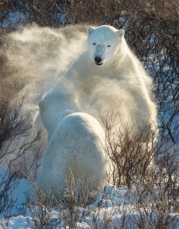 Backlit Polar Bears Sparing_Diana Rebman