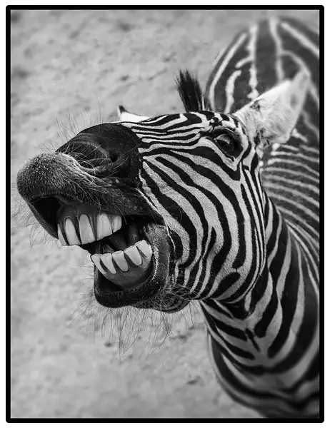Mono-Zebra-Teeth by Yerba Buena Chapter of PSA