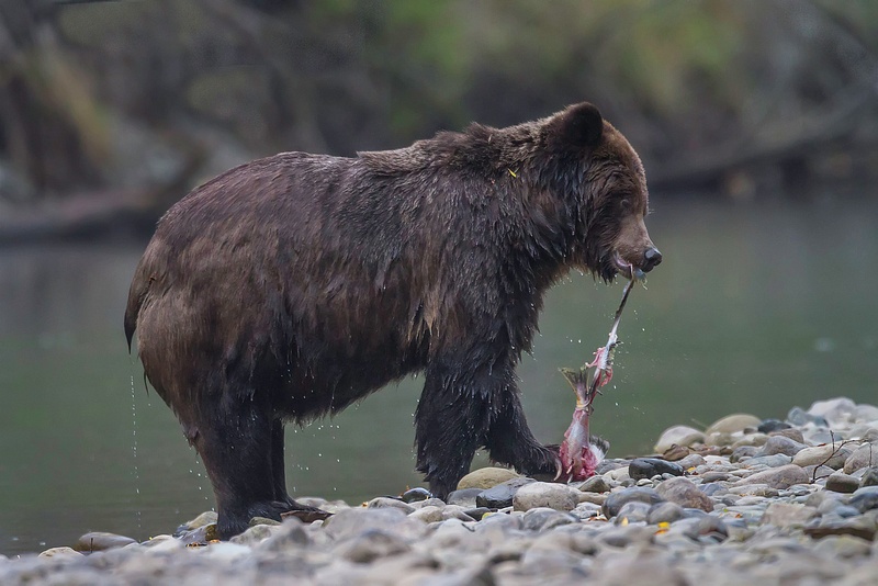 Grizzly_Bear_Strips_Salmon_Of_Skin_Along_Stream_BE102381D7