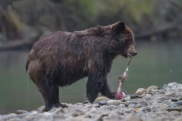 Grizzly_Bear_Strips_Salmon_Of_Skin_Along_Stream_BE102381D...