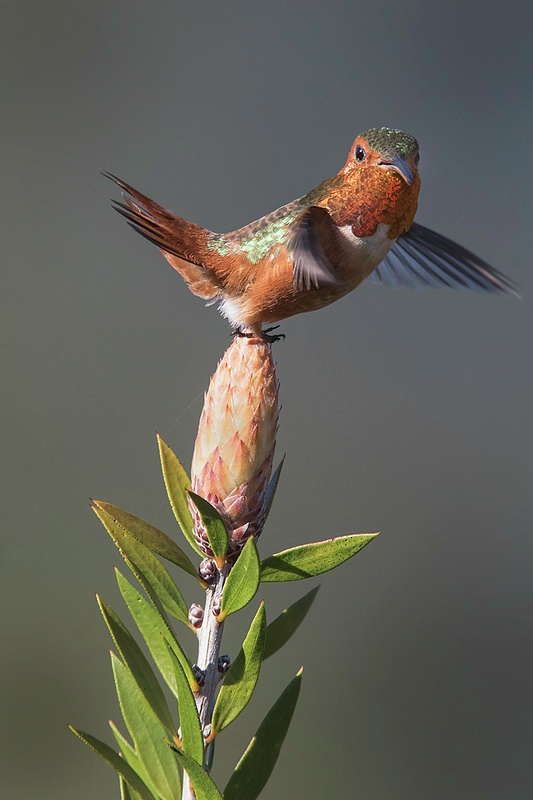 Male_Allen_s_Hummingbird_Uses_Wings_and_Tail_To_Balance_On_A_Bansia_Blossom_BF80164D7II