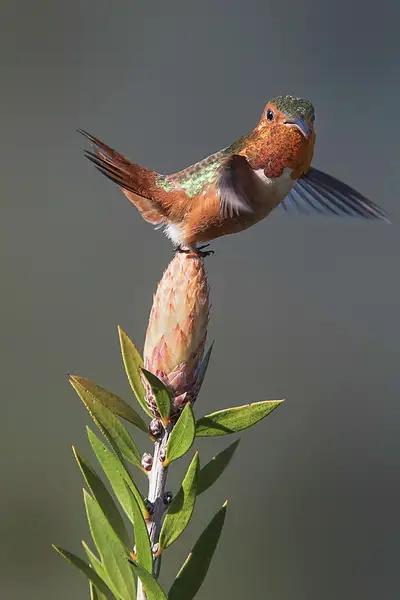 Male_Allen_s_Hummingbird_Uses_Wings_and_Tail_To_Balance_O...