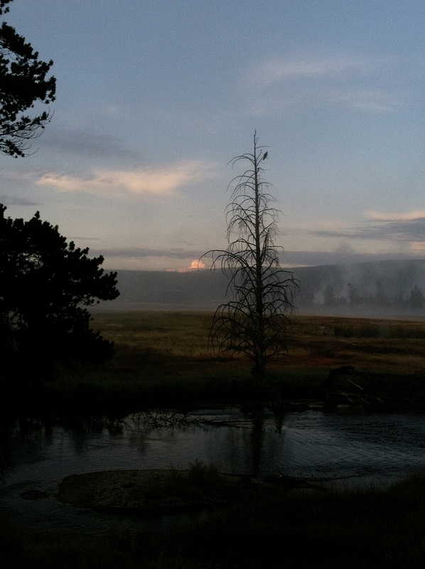 Birdsong at Morning, Yellowstone
