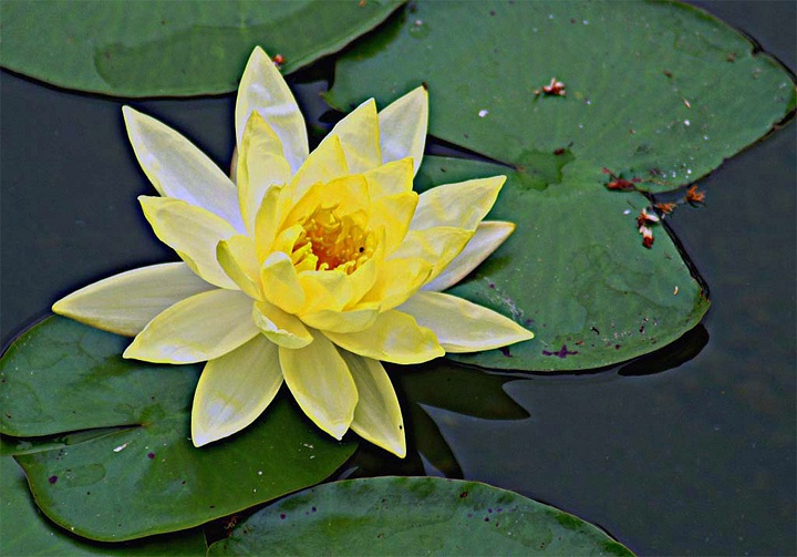 Yellow Lily - Lois Shouse