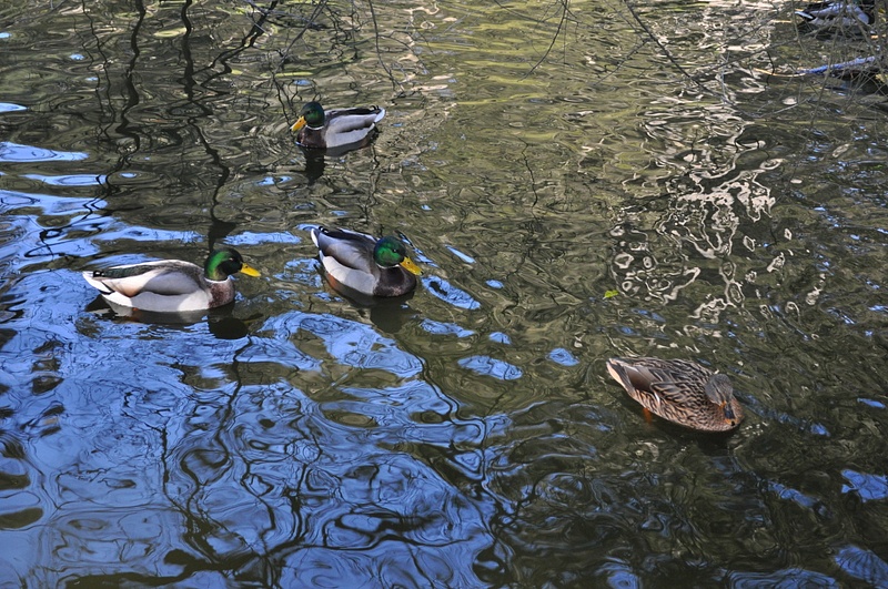 Ducks on pond 2-Yan Yin ,PSA