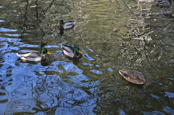 Ducks on pond 2-Yan Yin ,PSA by Yerba Buena Chapter of...