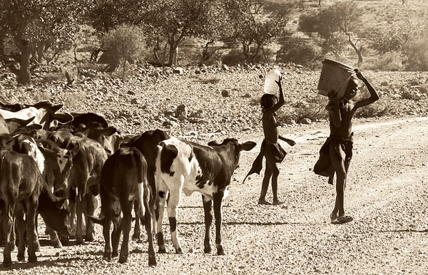 Namibian Boys with Water ad Cattle - Stuart Bacon - 2016 Showcase Competition - The Yerba Buena Chapter of the PSA 