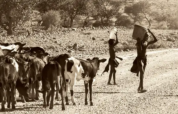 Namibian Boys with Water ad Cattle - Stuart Bacon by...
