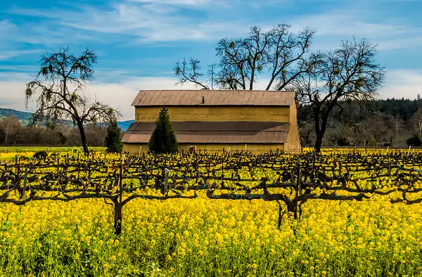 Napa Valley Mustard - Stuart Bacon by Yerba Buena...