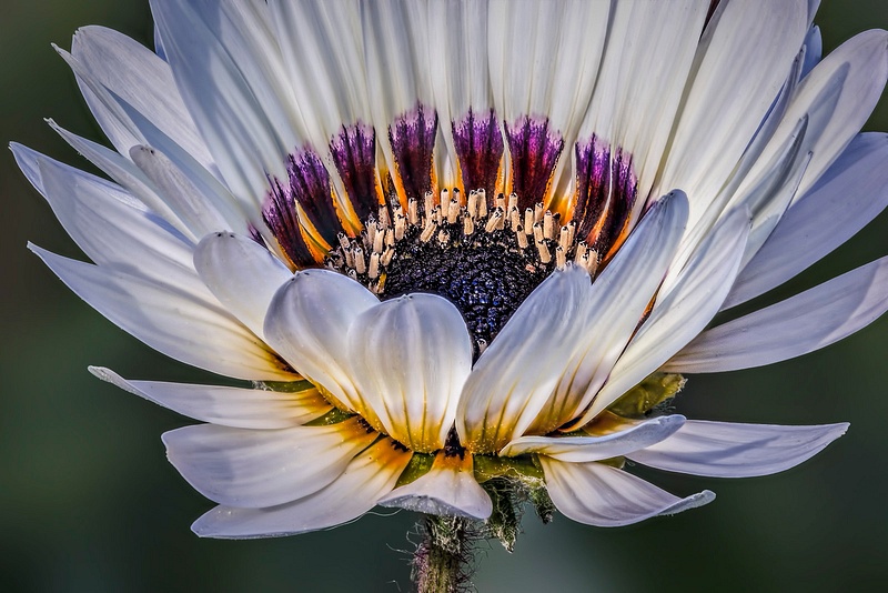 White Flower  - Charles Ginsburgh