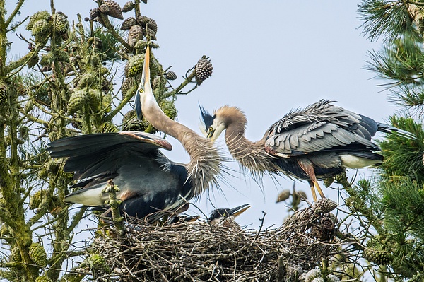 A Egret Family-Youmans Hsiong - 2016 Showcase Competition - The Yerba Buena Chapter of the PSA 