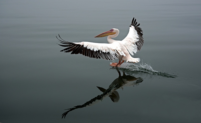 White Pelican Landing on Water 3-Burr Preston,PPSA
