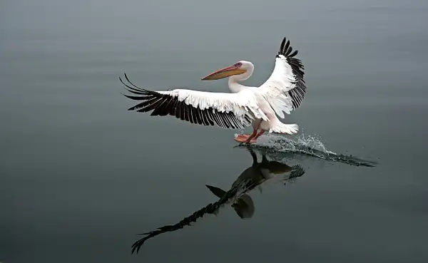 White Pelican Landing on Water 3-Burr Preston,PPSA by...