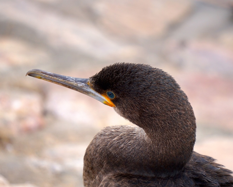 Cape Cormorant - Jean Karlik