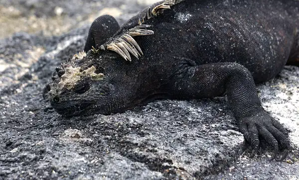 Galapagos Iguana - Jean Karlik by Yerba Buena Chapter of...