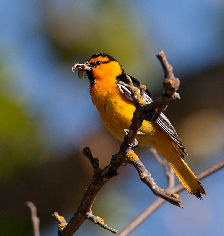 Bullock's_Oriole_Resting_with_Food-Richard_Ingles