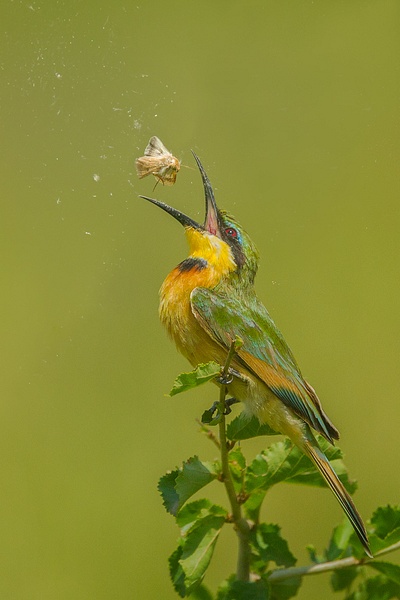 Little Bee Eater Toss Moth In Air Before Swallowing_Bruce Finocchio - 2017 Showcase Competition - The Yerba Buena Chapter of the PSA