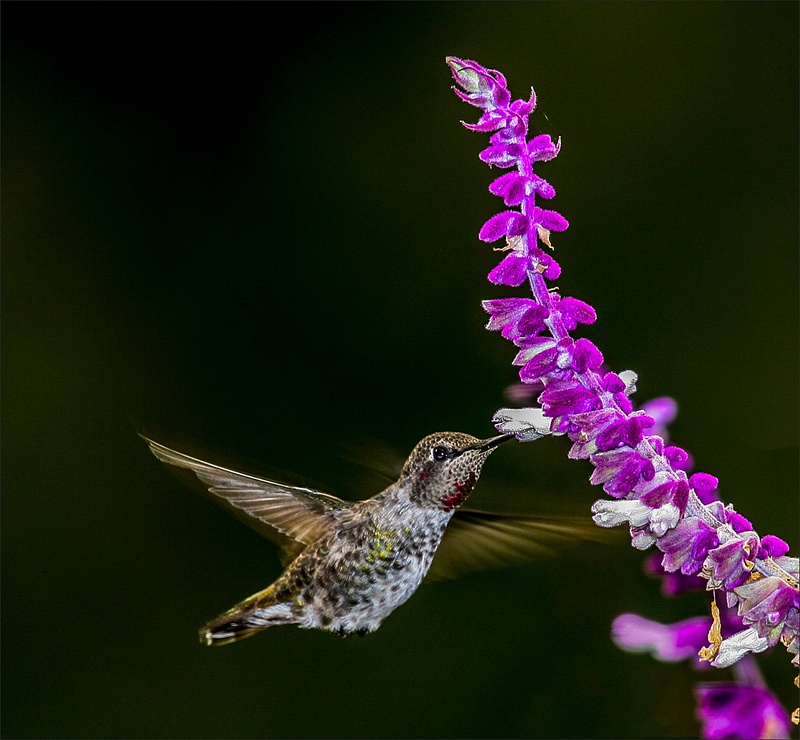 Hummingbird (Trochilidae) Feeding At Sage * Maker 12