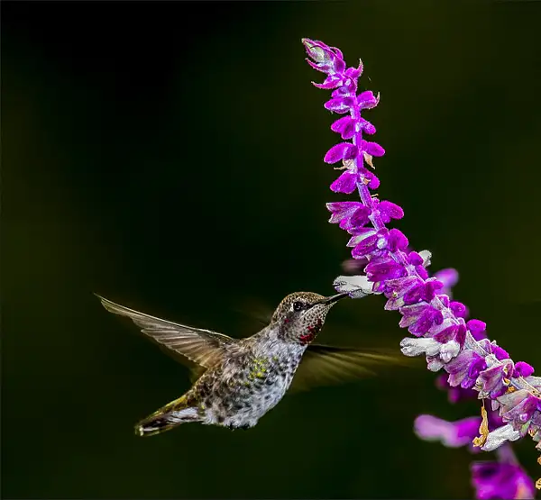 Hummingbird (Trochilidae) Feeding At Sage * Maker 12 by...