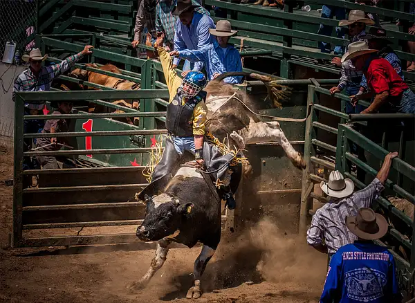 Bull Rider Maintains Proper Form Out Of The Gate * Maker...