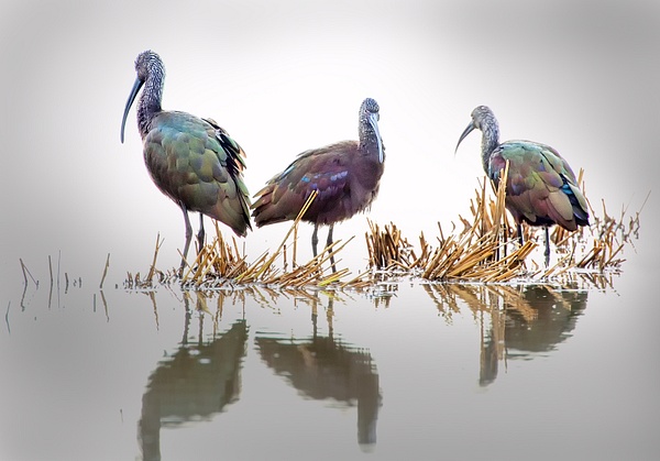 Three Glossy Ibis - 2018 Showcase Competition - The Yerba Buena Chapter of the PSA 