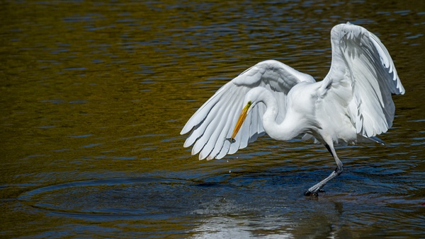 Great egret feeding ballet - 2018 Showcase Competition - The Yerba Buena Chapter of the PSA