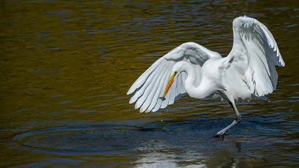 Great egret feeding ballet by Yerba Buena Chapter of PSA