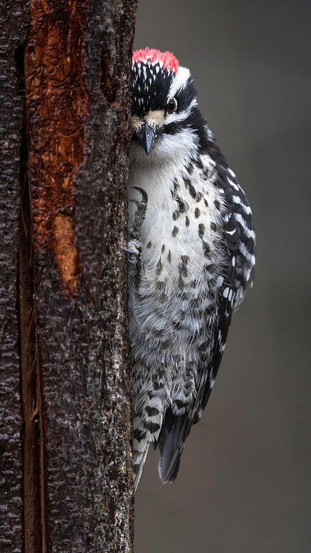 Male Nuttall's Woodpecker Hugs Tree Bark In A Listening Posture