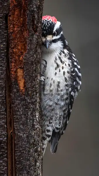 Male Nuttall's Woodpecker Hugs Tree Bark In A Listening...