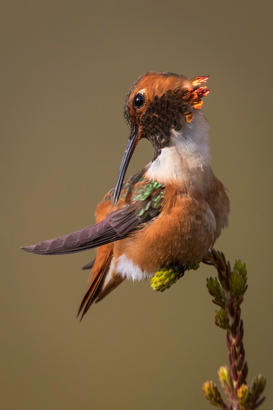 Male Allen's Hummingbird Preens Feathers While Perched * Maker 3