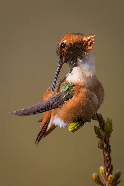 Male Allen's Hummingbird Preens Feathers While Perched *...