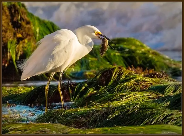 Snowy Egret With Giant Kelpfish * Maker 2 by Yerba Buena...