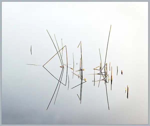 Cattails In The Fog * Maker 2 by Yerba Buena Chapter of...