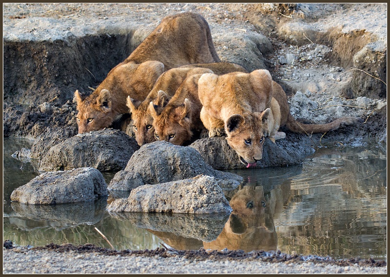 Lion Cubs Drinking