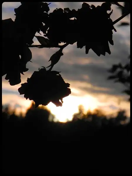 Rose Murphy'17 - _Flowers at Sunset_ by SiPrep