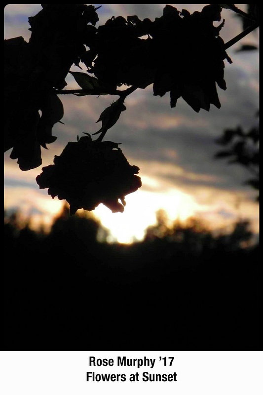Rose_Murphy_17_-_Flowers_at_Sunset_