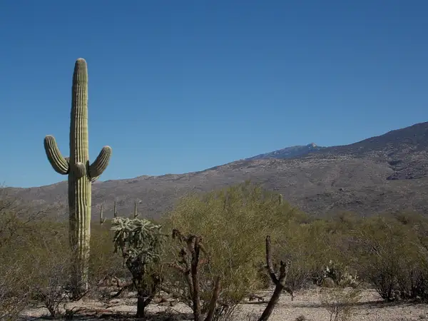 Saguaro NP East  Rincon Mtns by SueCovert
