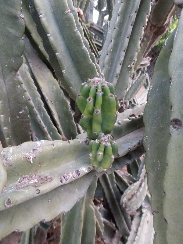 Close up of Cereus