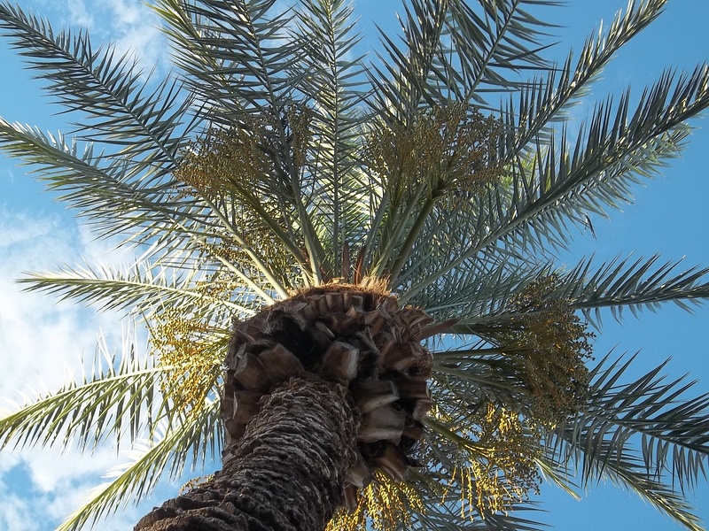Tucson Palm Tree