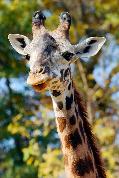 Giraffe by MagnoliaMom