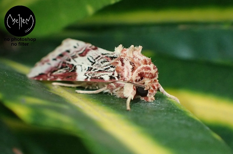 Teeny moth