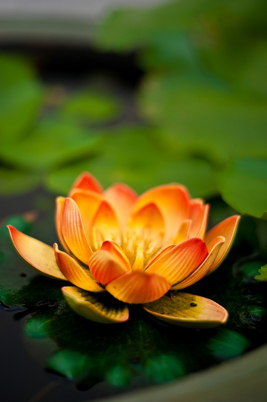 4.Lotus Blossom