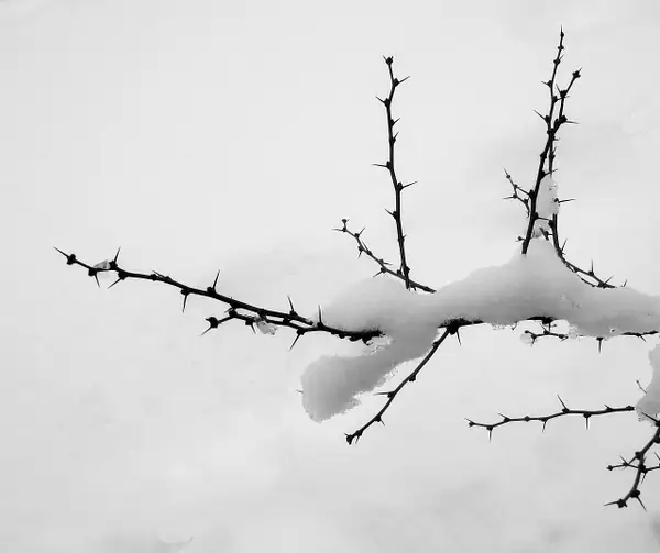 THORN TREE WINTER #2 by JosephSchmidtphotography