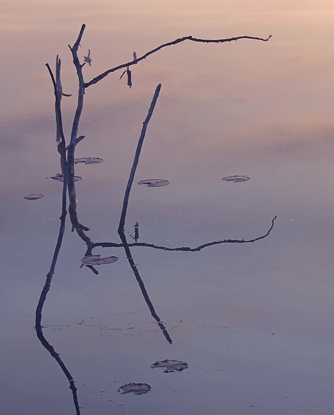 Evening reflection, branches in a pond