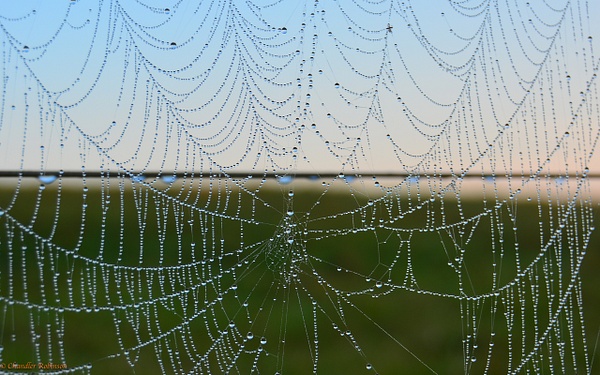 Web dew