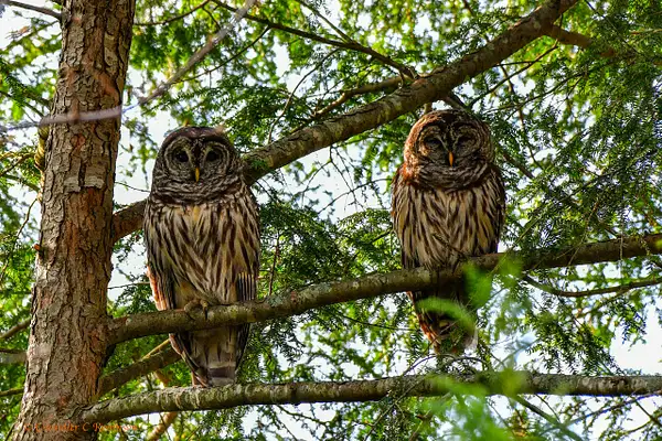 Owls by CC Robinson