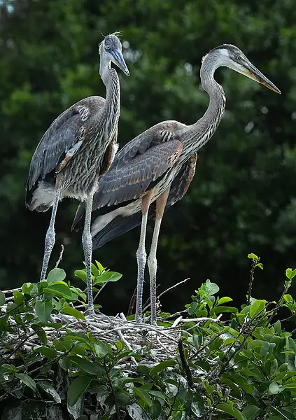 Pair of Juvenile Blue Herons WLC_9073 by LarryCowles